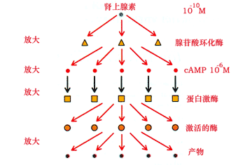 心跳快可以补硒吗