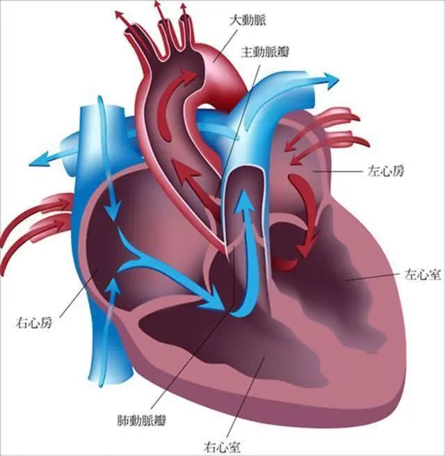 心梗患者怎样补硒