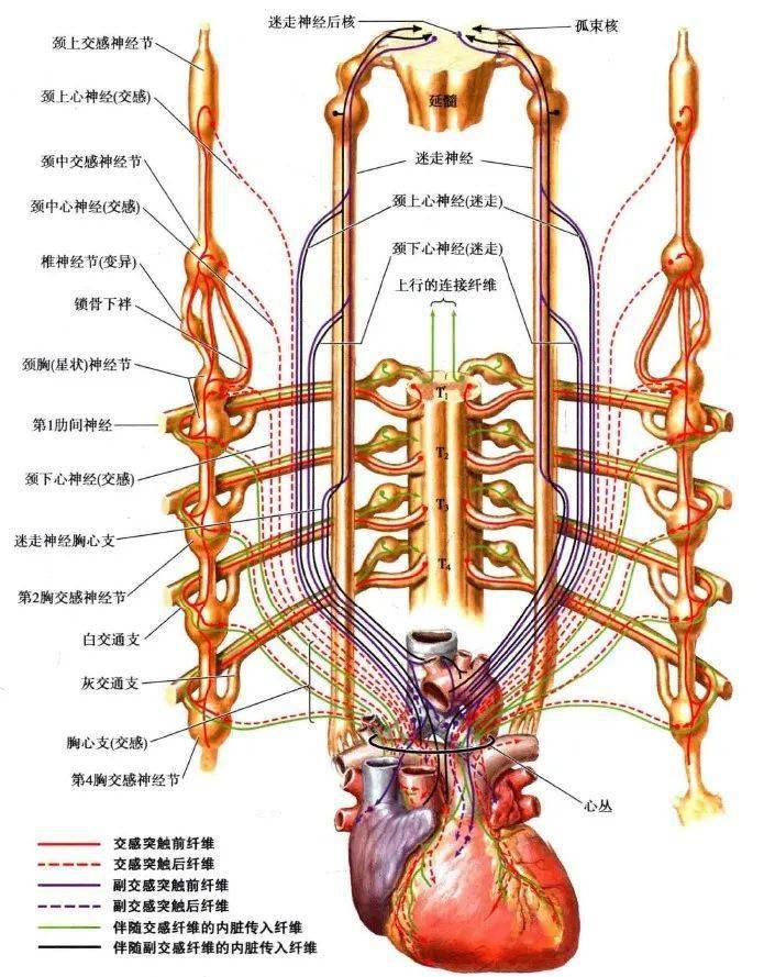 8岁孩子补硒行吗