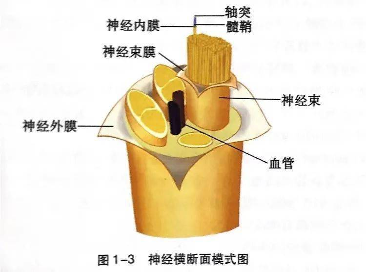 8岁孩子补硒行吗