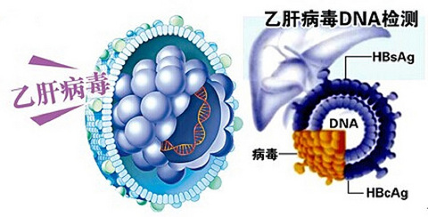 乙型肝炎补硒行吗