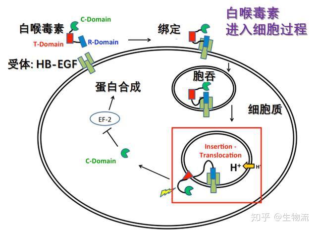 补硒对人体的反应