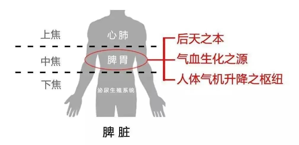 健脾补硒最好的药