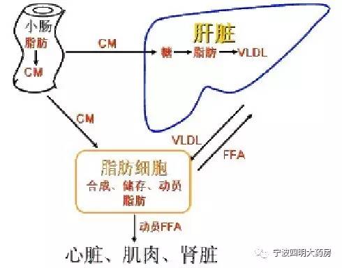 护肝防癌必须补硒