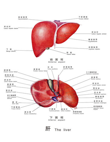 护肝防癌必须补硒