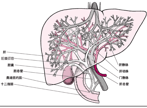 护肝防癌必须补硒