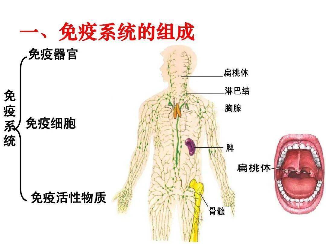 青少年可以补硒吗