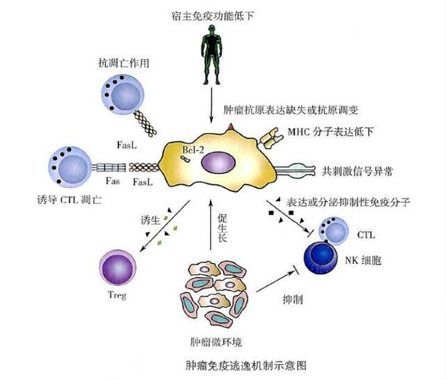 青少年可以补硒吗