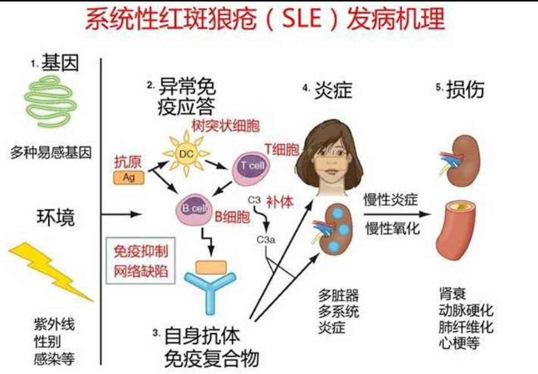 狼疮肾炎可补硒吗