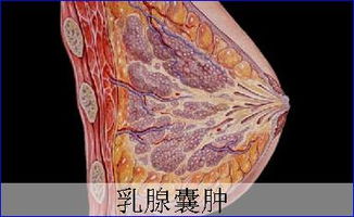 乳腺增生要补硒吗