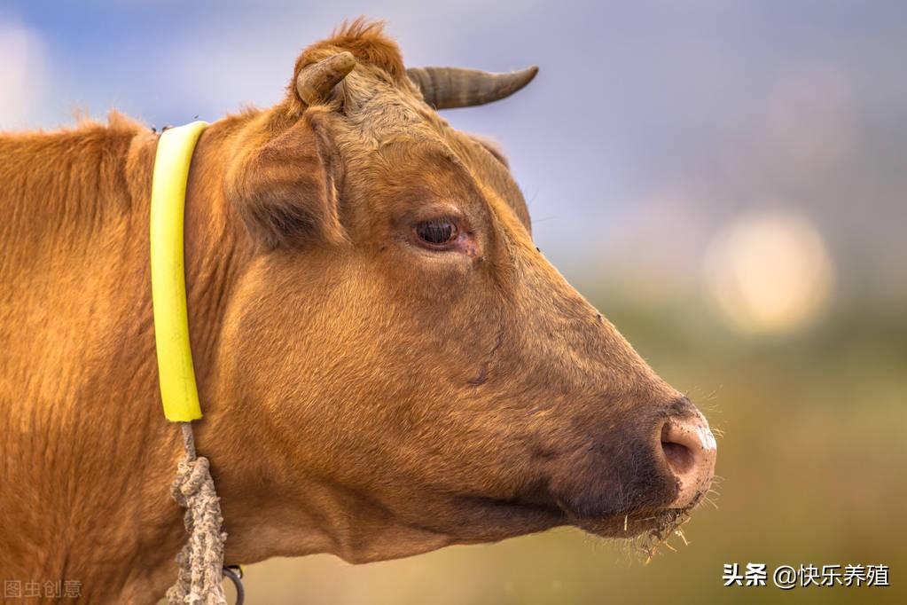 小牛犊打怎样补硒