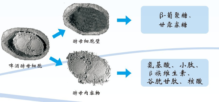 对繁殖牛怎么补硒