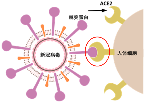 补硒对抗新冠病毒