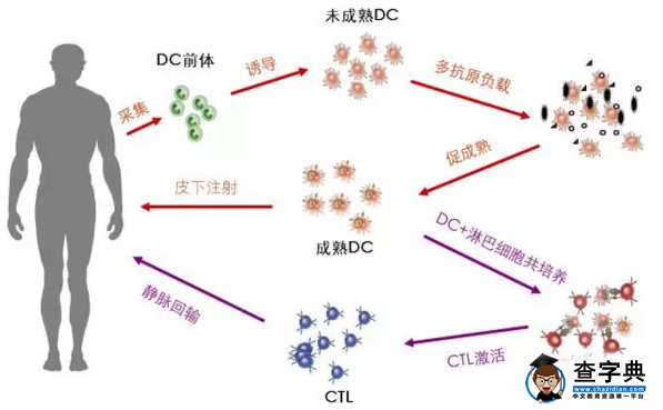 补硒药吃什么症状