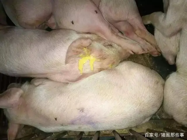 母猪哺乳能补硒吗