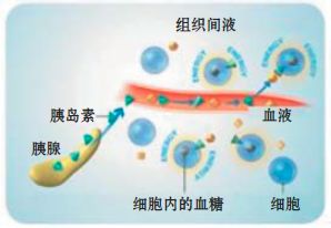 糖尿病需要补硒嘛