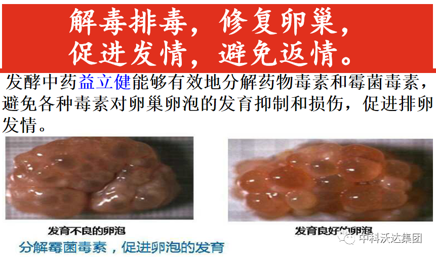 大羊补多少硒垂毒