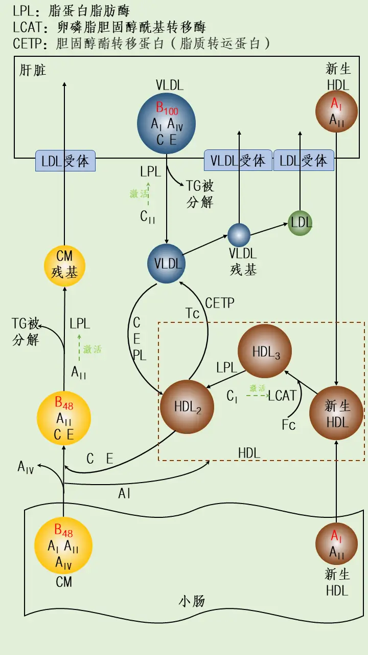 锌硒宝.能补典吗