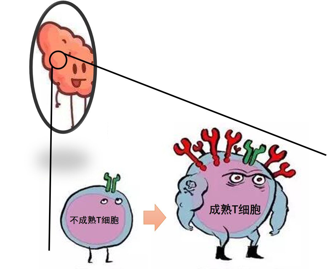 儿童补硒能增智吗