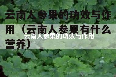 云南人参果的功效与作用（云南人参果有什么营养）