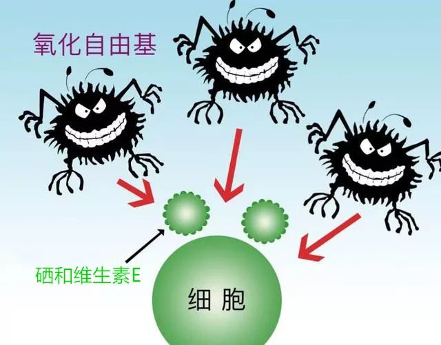 免疫力低补什么硒