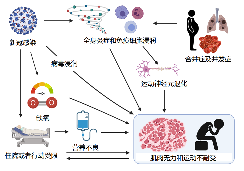 补硒可以抗新冠吗