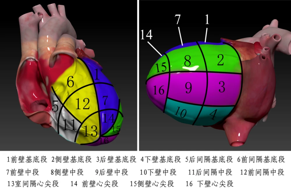 心肌缺血要补硒吗