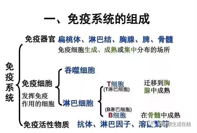 抵抗力差要补硒嘛