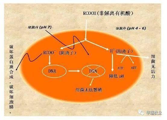 糖尿病补硒怎么办