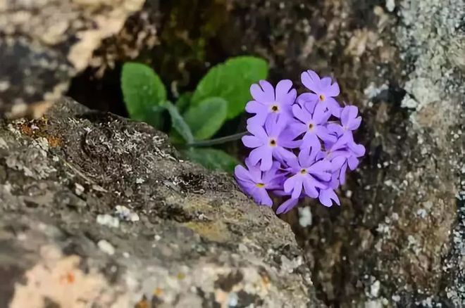 富硒农产品富硒土