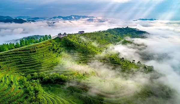 雷公山富硒清明茶