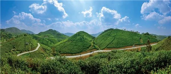 雷公山富硒清明茶