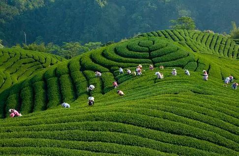 雷公山富硒清明茶