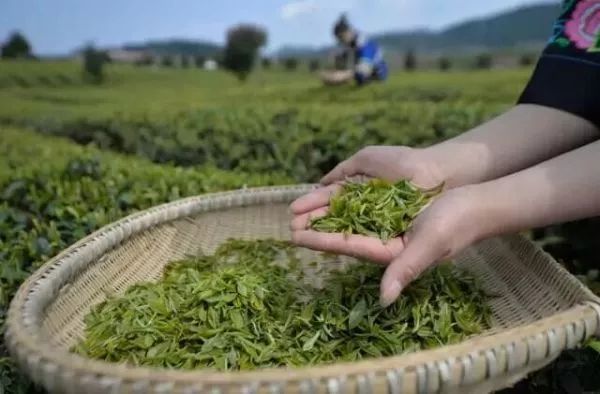 雷公山富硒清明茶