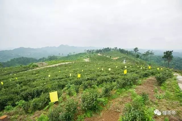 雷公山富硒清明茶