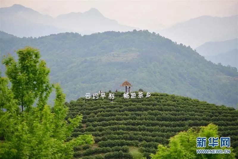 平利县女娲富硒茶