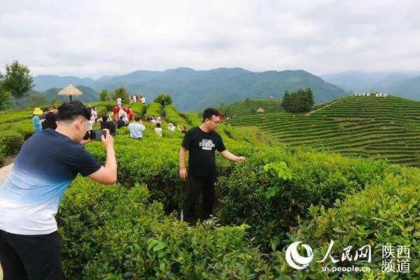 平利县女娲富硒茶