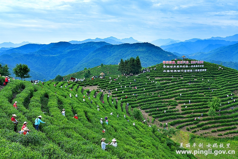 平利县女娲富硒茶