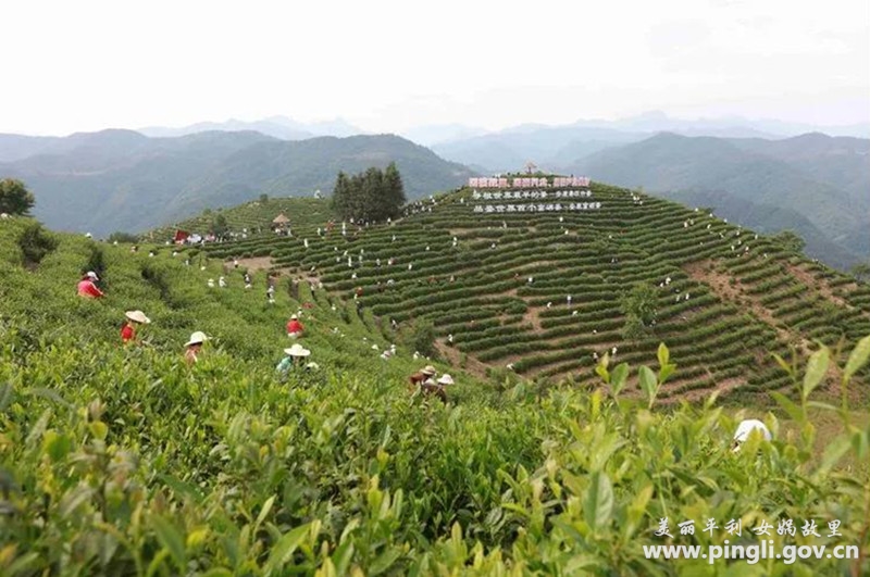 平利县女娲富硒茶