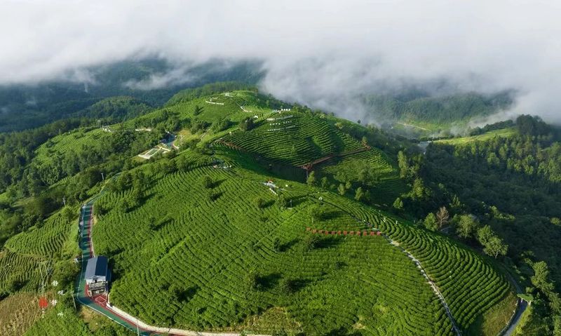 平利县女娲富硒茶