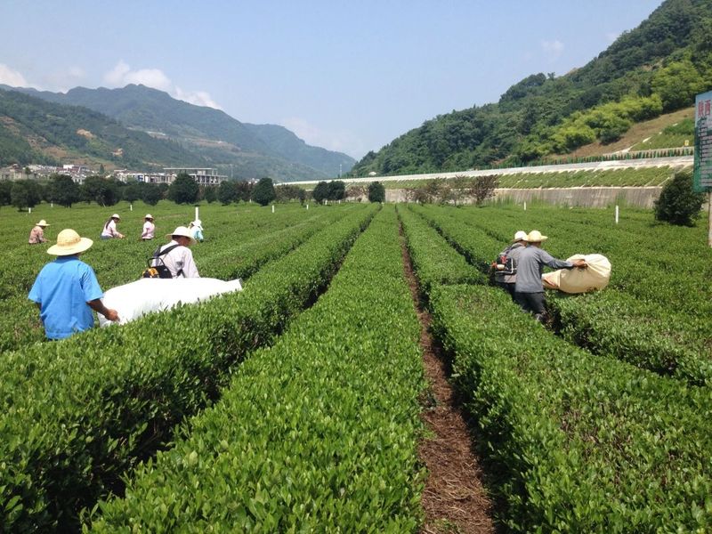 平利县女娲富硒茶