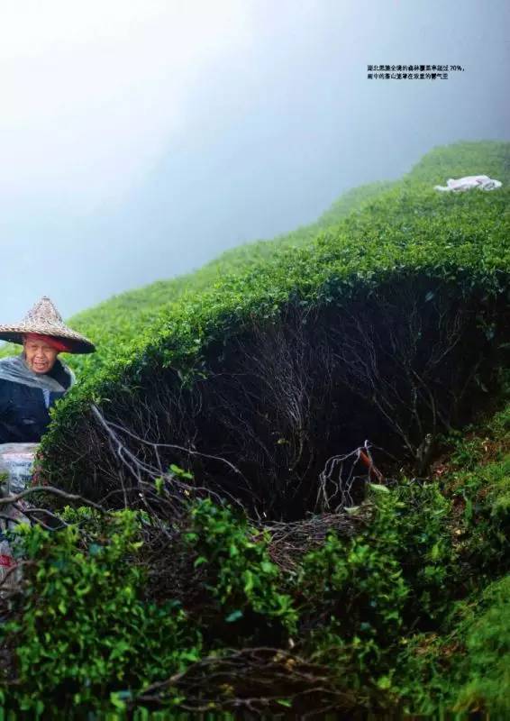 亲稀源恩施富硒茶