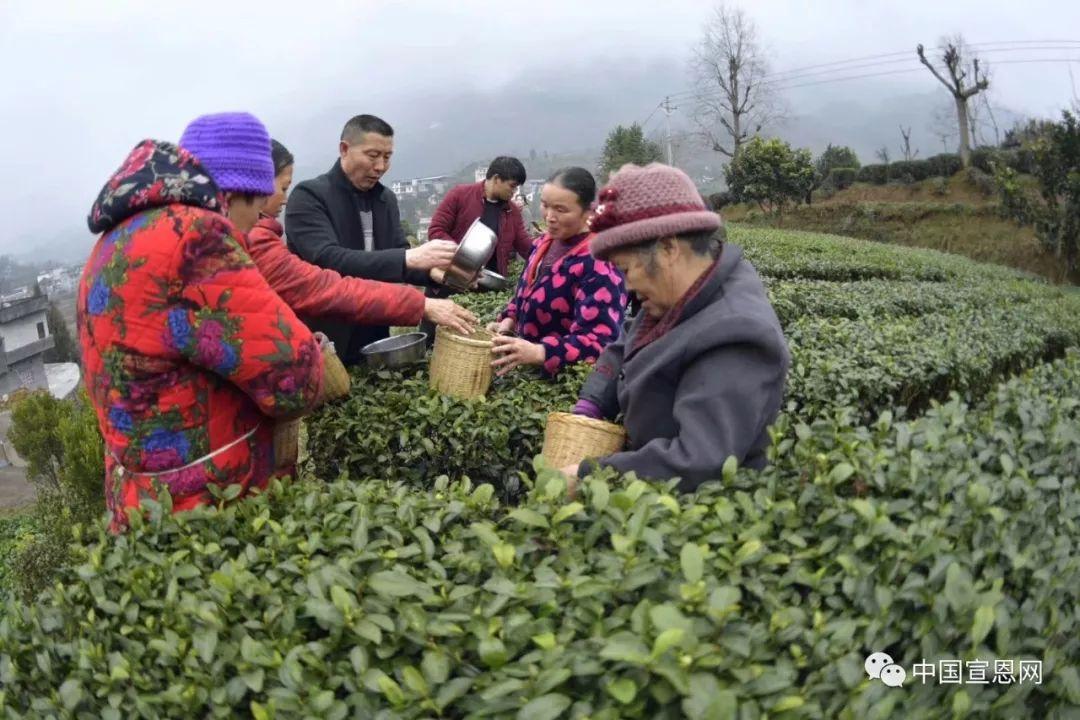 富硒贡茶是哪里的