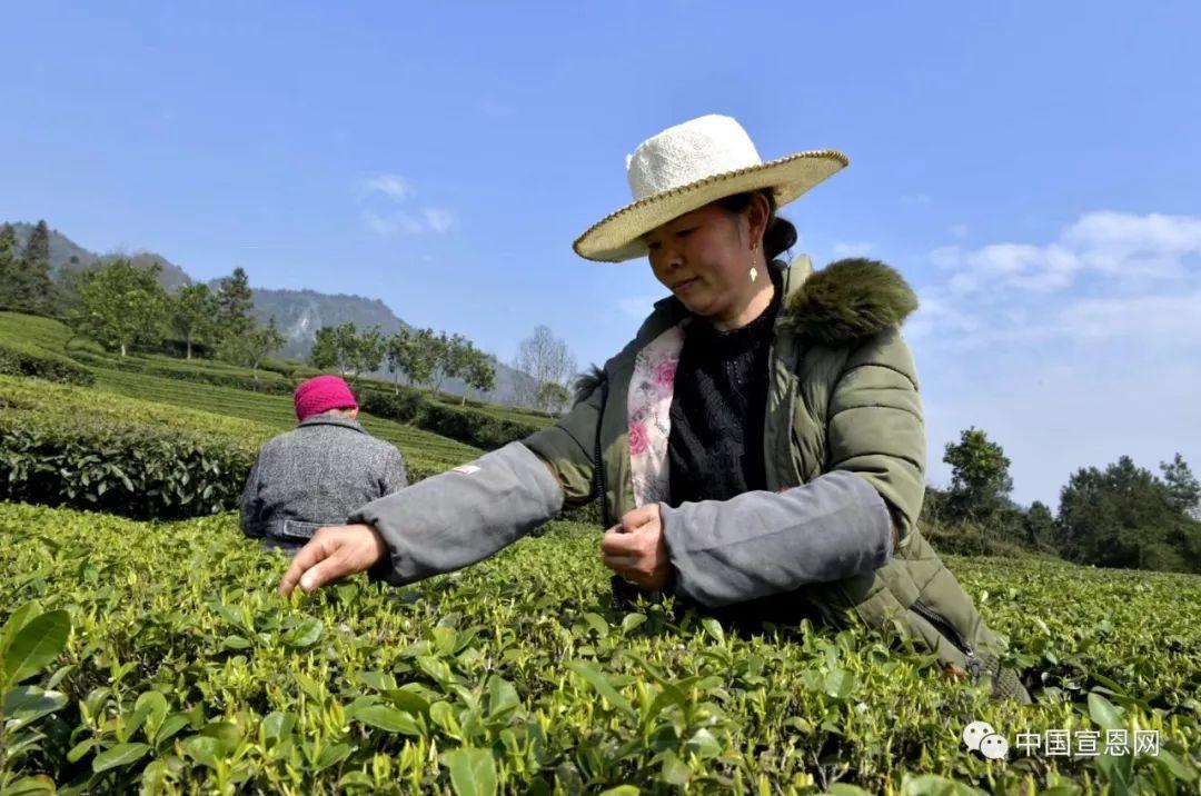 富硒贡茶是哪里的