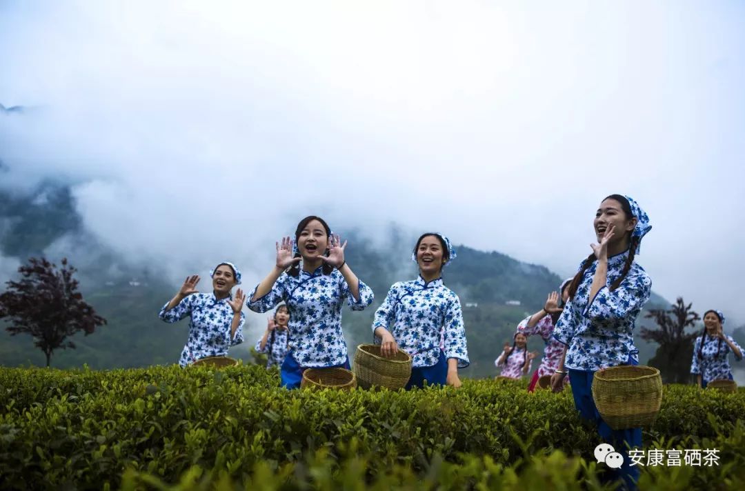 富硒茶都有什么茶