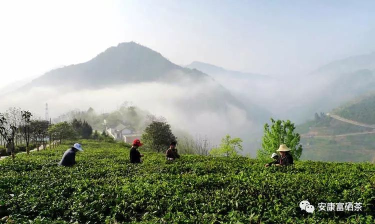 富硒茶都有什么茶