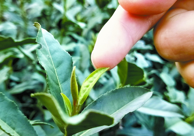 保靖黄金茶富硒茶