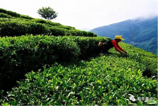 紫阳茶富硒茶特点