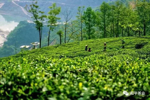 紫阳茶富硒茶特点