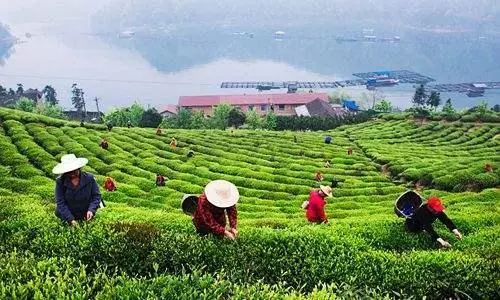 湘硒缘富硒健康茶